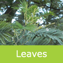 Acacia Dealbata Mimosa Tree Foliage